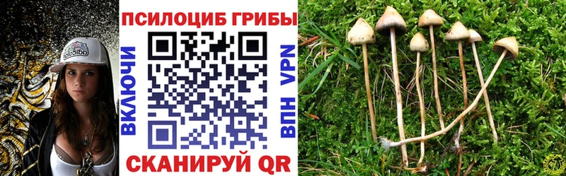 Псилоцибиновые грибы Psilocybe  Калач-на-Дону 